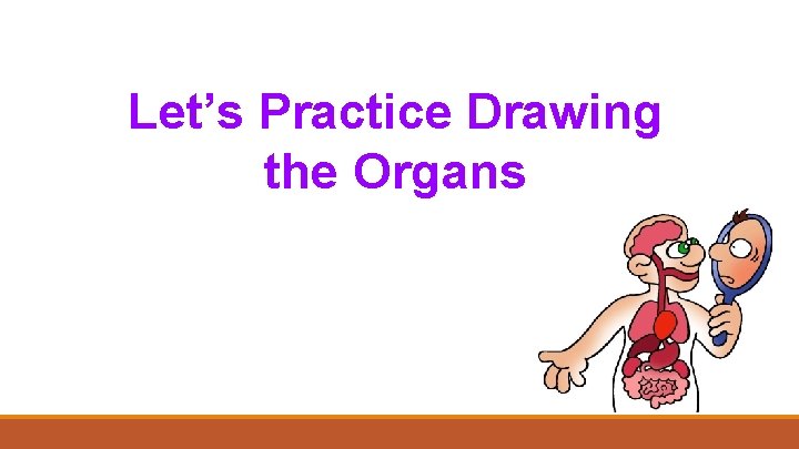 Let’s Practice Drawing the Organs 