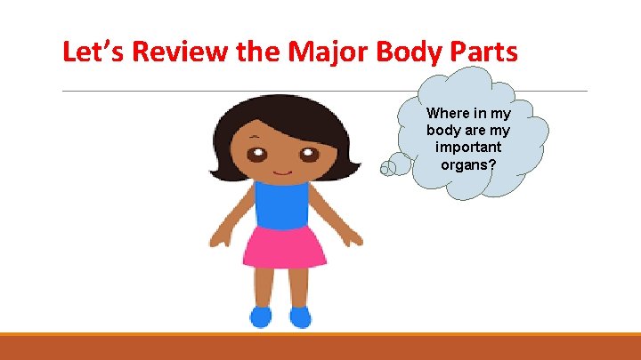 Let’s Review the Major Body Parts Where in my body are my important organs?