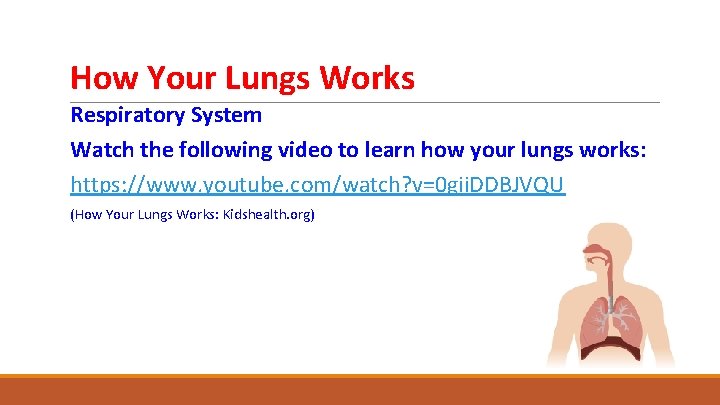 How Your Lungs Works Respiratory System Watch the following video to learn how your