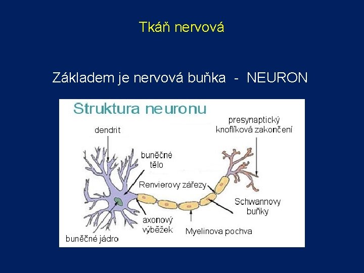 Tkáň nervová Základem je nervová buňka - NEURON 