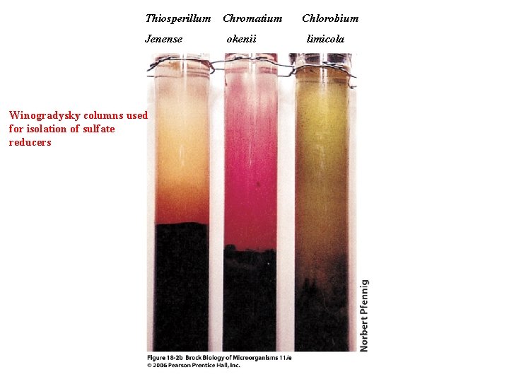 Thiosperillum Jenense Winogradysky columns used for isolation of sulfate reducers Chromatium okenii Chlorobium limicola