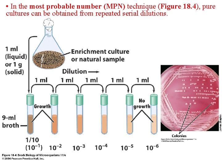  • In the most probable number (MPN) technique (Figure 18. 4), pure cultures