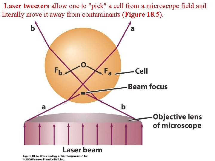 Laser tweezers allow one to "pick" a cell from a microscope field and literally