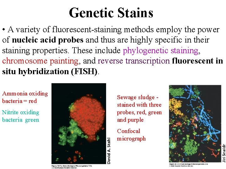 Genetic Stains • A variety of fluorescent-staining methods employ the power of nucleic acid