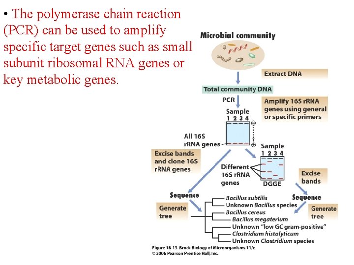  • The polymerase chain reaction (PCR) can be used to amplify specific target