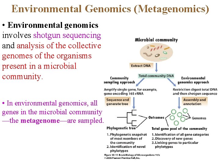 Environmental Genomics (Metagenomics) • Environmental genomics involves shotgun sequencing and analysis of the collective