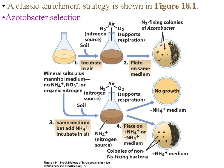  • A classic enrichment strategy is shown in Figure 18. 1. • Azotobacter