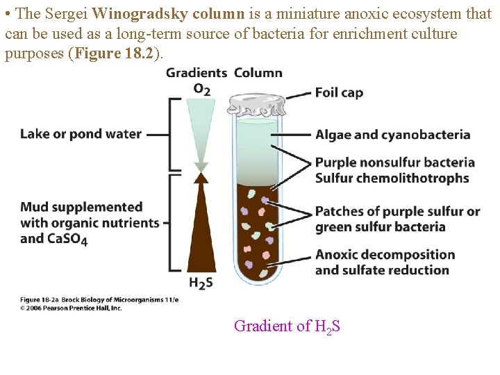  • The Sergei Winogradsky column is a miniature anoxic ecosystem that can be