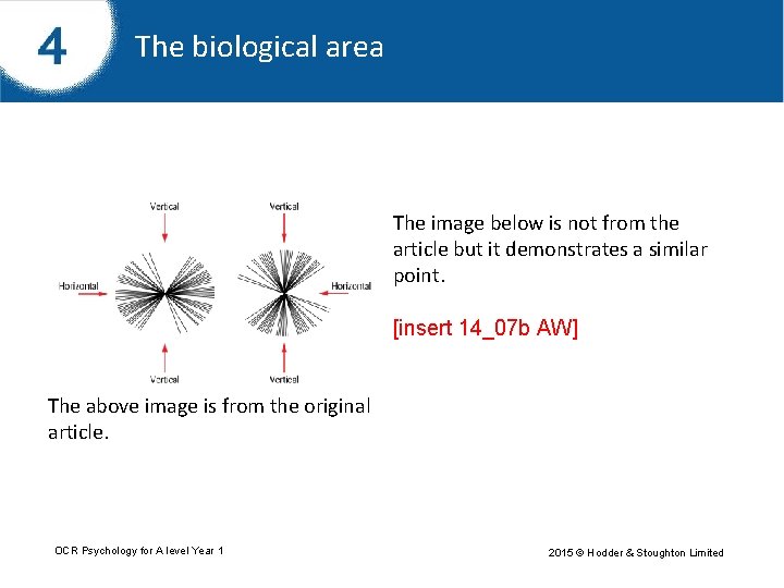 The biological area The image below is not from the article but it demonstrates