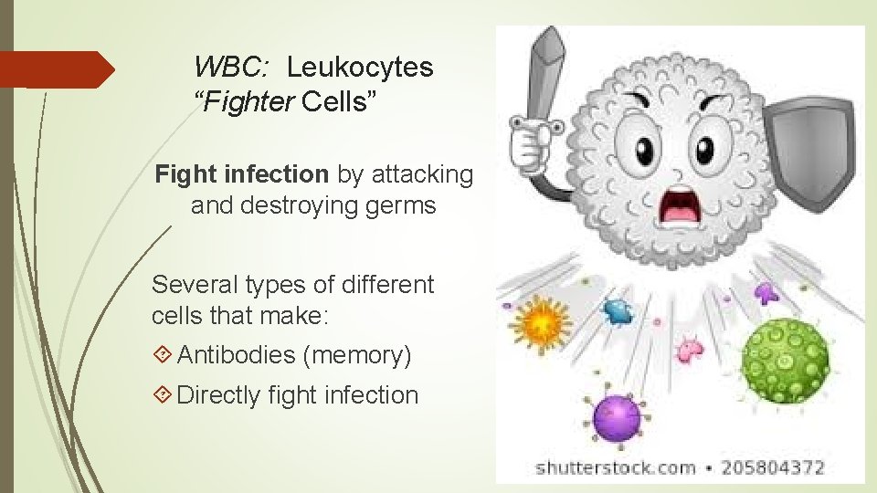 WBC: Leukocytes “Fighter Cells” Fight infection by attacking and destroying germs Several types of