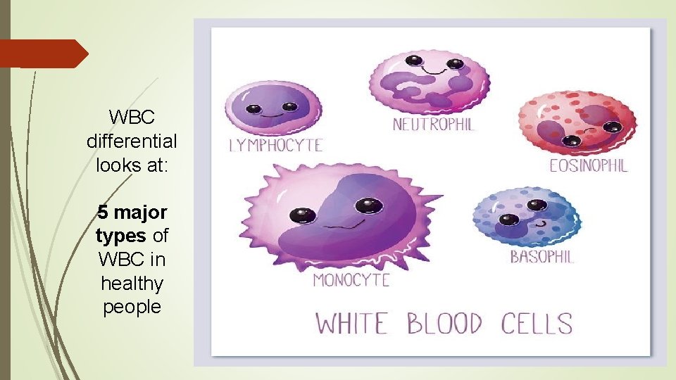 WBC differential looks at: 5 major types of WBC in healthy people 