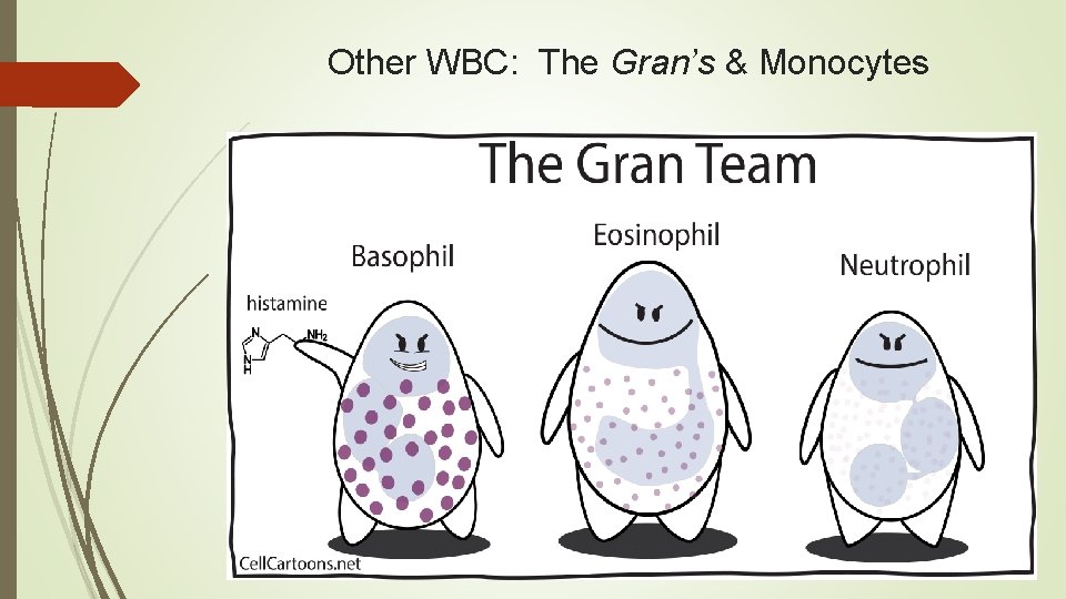 Other WBC: The Gran’s & Monocytes 