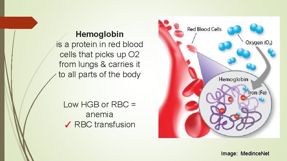 Hemoglobin is a protein in red blood cells that picks up O 2 from