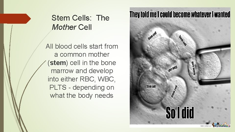 Stem Cells: The Mother Cell All blood cells start from a common mother (stem)