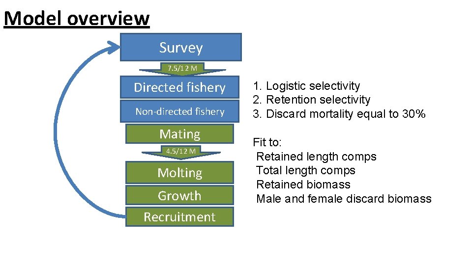 Model overview Survey 7. 5/12 M Directed fishery Non-directed fishery Mating 4. 5/12 M