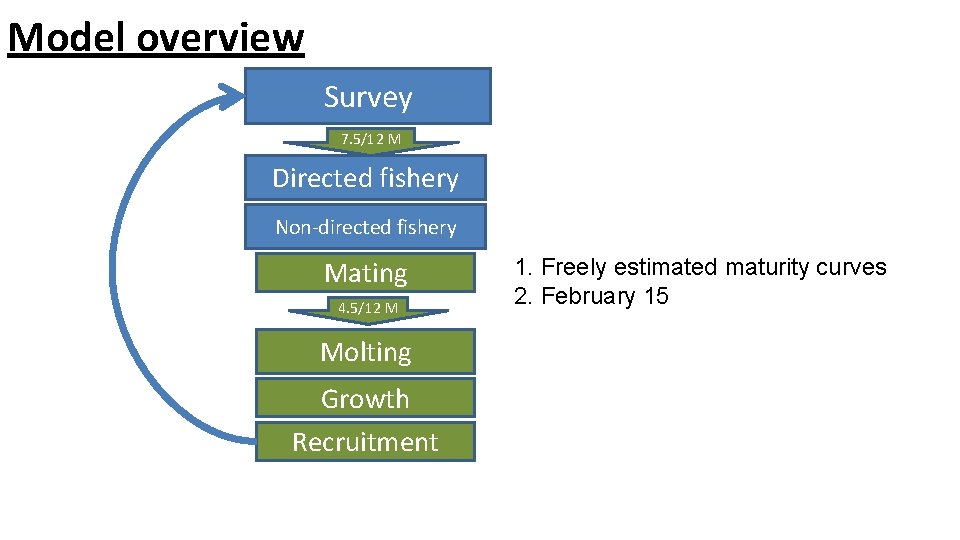 Model overview Survey 7. 5/12 M Directed fishery Non-directed fishery Mating 4. 5/12 M