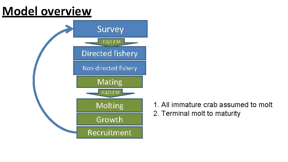 Model overview Survey 7. 5/12 M Directed fishery Non-directed fishery Mating 4. 5/12 M
