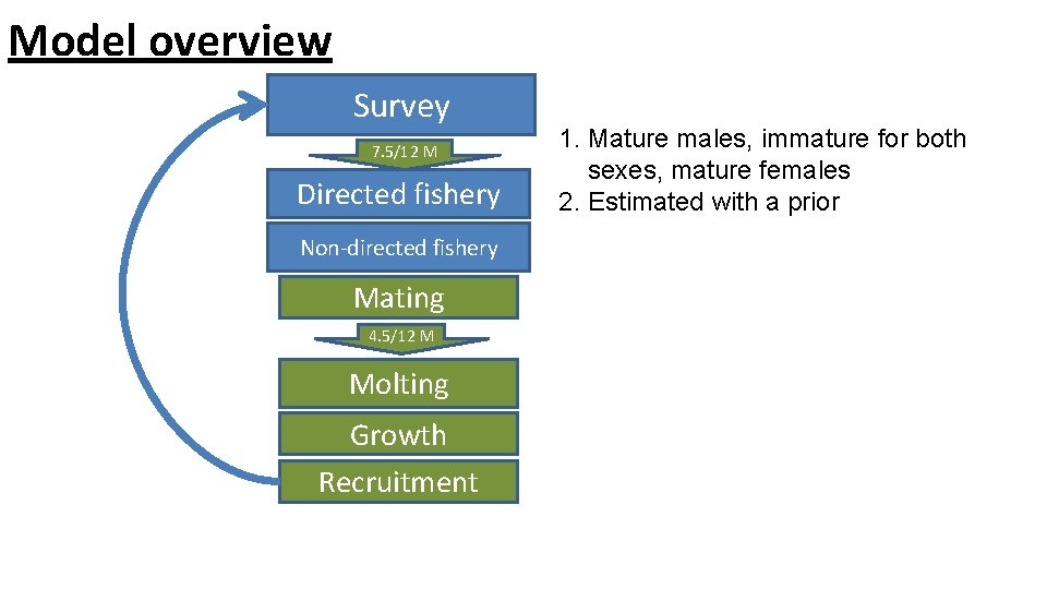 Model overview Survey 7. 5/12 M Directed fishery Non-directed fishery Mating 4. 5/12 M