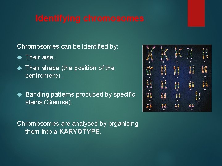 Identifying chromosomes Chromosomes can be identified by: Their size. Their shape (the position of