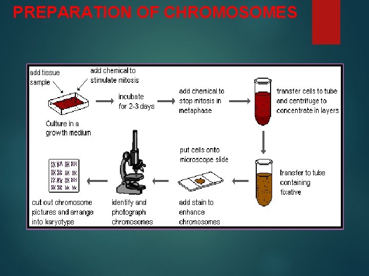 PREPARATION OF CHROMOSOMES 