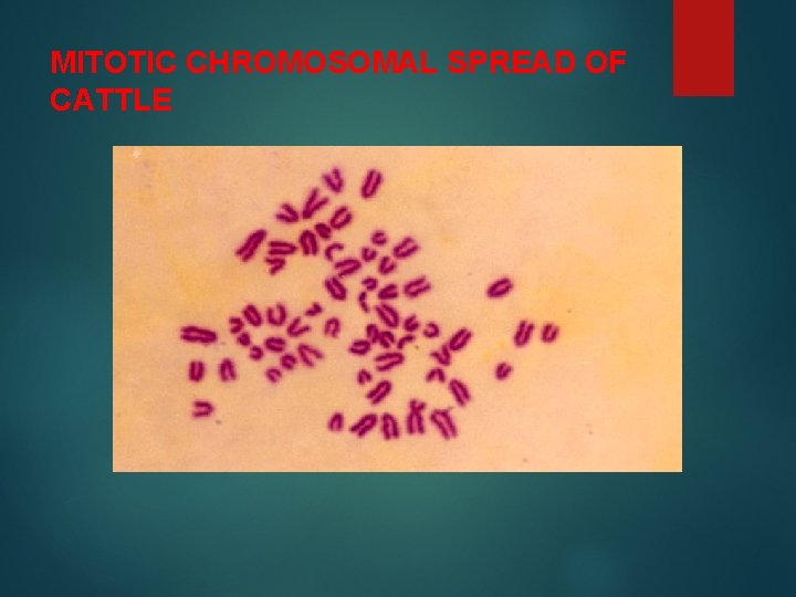 MITOTIC CHROMOSOMAL SPREAD OF CATTLE 