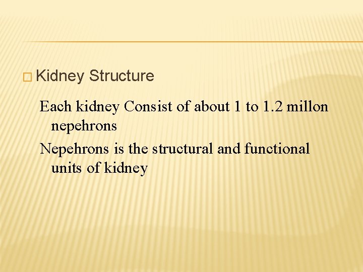 � Kidney Structure Each kidney Consist of about 1 to 1. 2 millon nepehrons