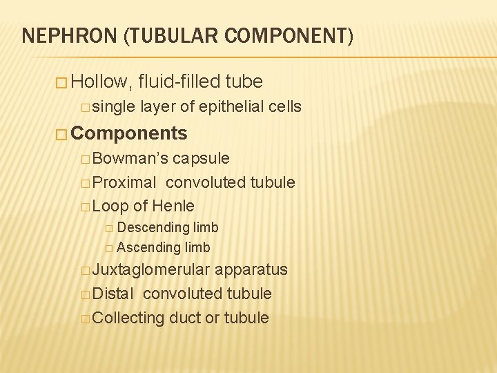 NEPHRON (TUBULAR COMPONENT) � Hollow, � single fluid-filled tube layer of epithelial cells �