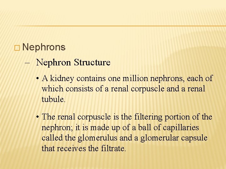 � Nephrons – Nephron Structure • A kidney contains one million nephrons, each of