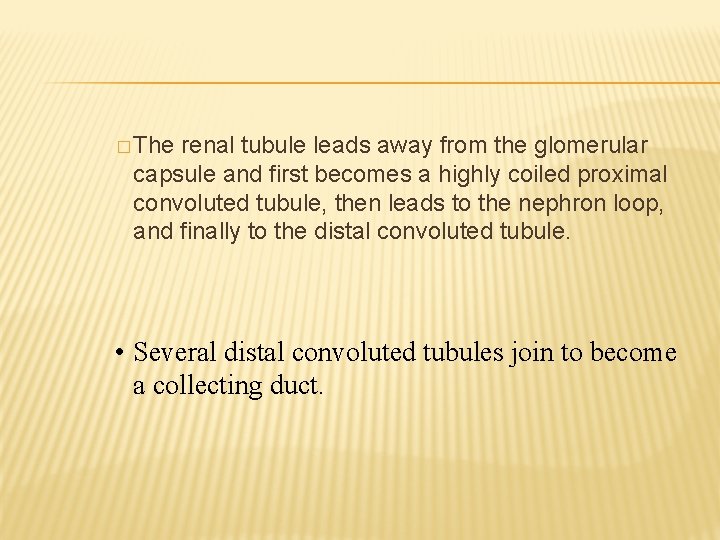 � The renal tubule leads away from the glomerular capsule and first becomes a