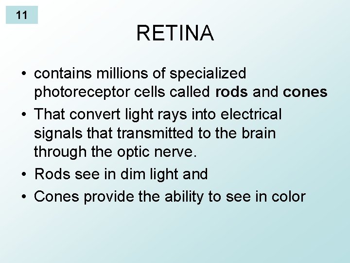 11 RETINA • contains millions of specialized photoreceptor cells called rods and cones •
