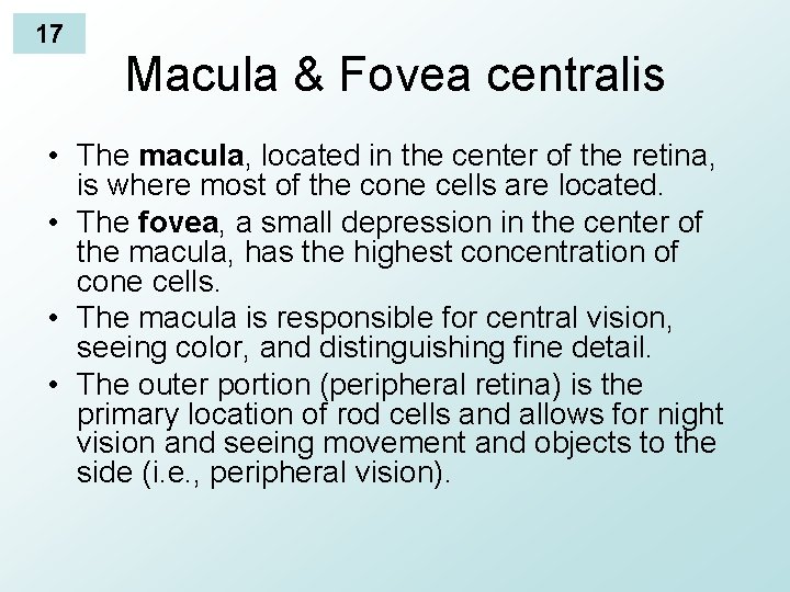 17 Macula & Fovea centralis • The macula, located in the center of the