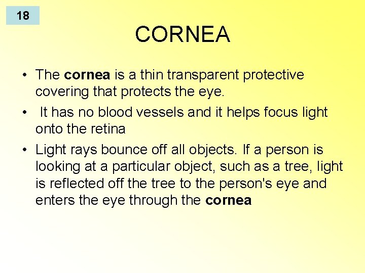 18 CORNEA • The cornea is a thin transparent protective covering that protects the