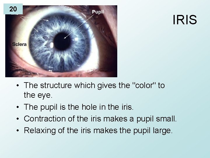20 IRIS • The structure which gives the "color" to the eye. • The