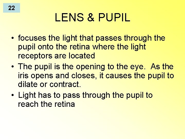 22 LENS & PUPIL • focuses the light that passes through the pupil onto