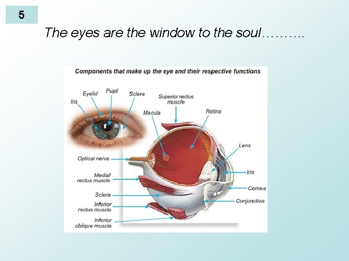 5 The eyes are the window to the soul………. 