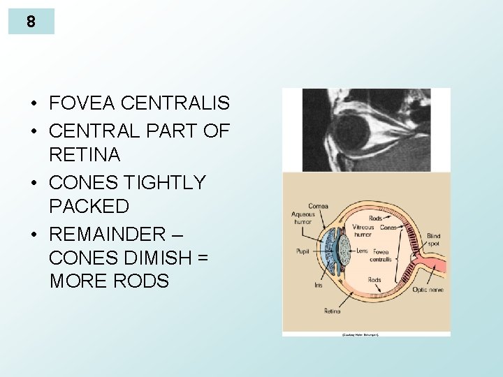 8 • FOVEA CENTRALIS • CENTRAL PART OF RETINA • CONES TIGHTLY PACKED •