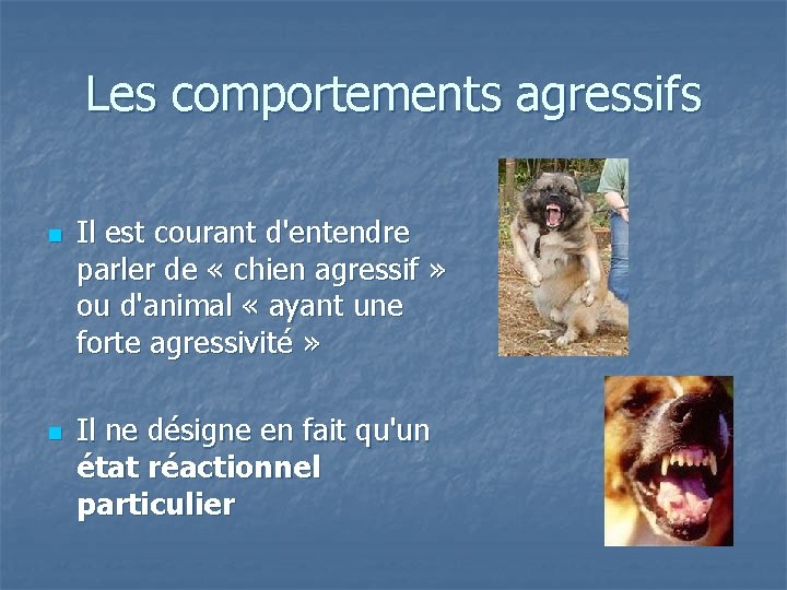 Les comportements agressifs n n Il est courant d'entendre parler de « chien agressif