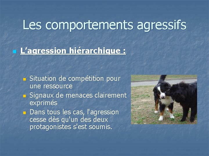 Les comportements agressifs n L’agression hiérarchique : n n n Situation de compétition pour