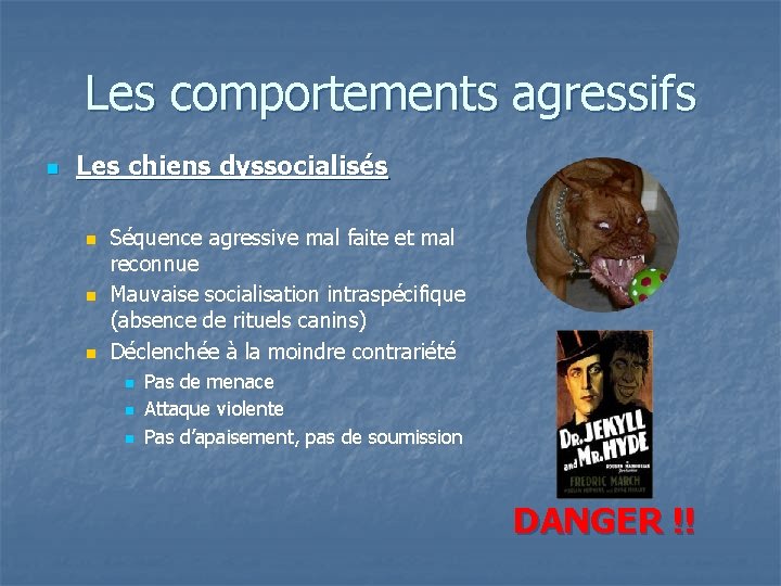 Les comportements agressifs n Les chiens dyssocialisés n n n Séquence agressive mal faite