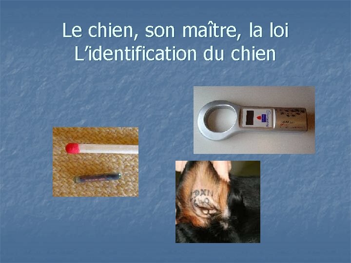 Le chien, son maître, la loi L’identification du chien 