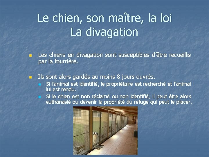 Le chien, son maître, la loi La divagation n n Les chiens en divagation