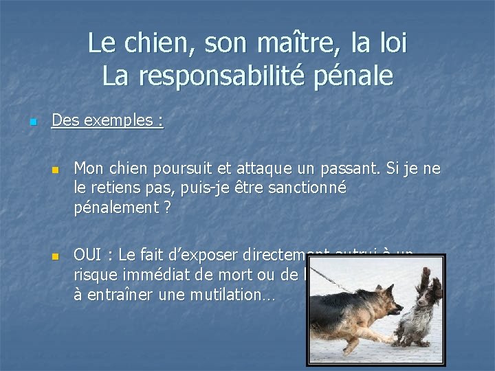 Le chien, son maître, la loi La responsabilité pénale n Des exemples : n