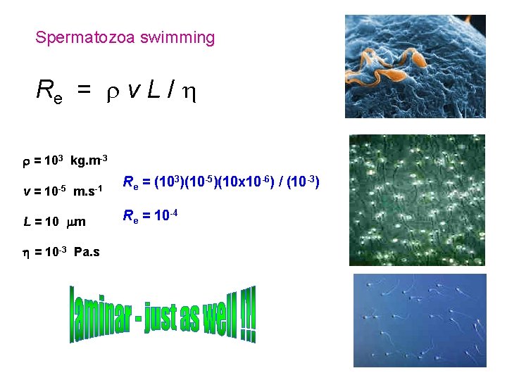 Spermatozoa swimming Re = v L / = 103 kg. m-3 v = 10