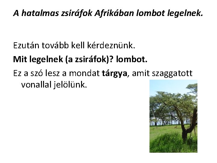 A hatalmas zsiráfok Afrikában lombot legelnek. Ezután tovább kell kérdeznünk. Mit legelnek (a zsiráfok)?