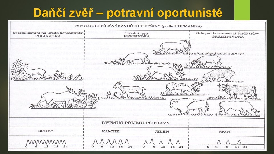 Daňčí zvěř – potravní oportunisté 