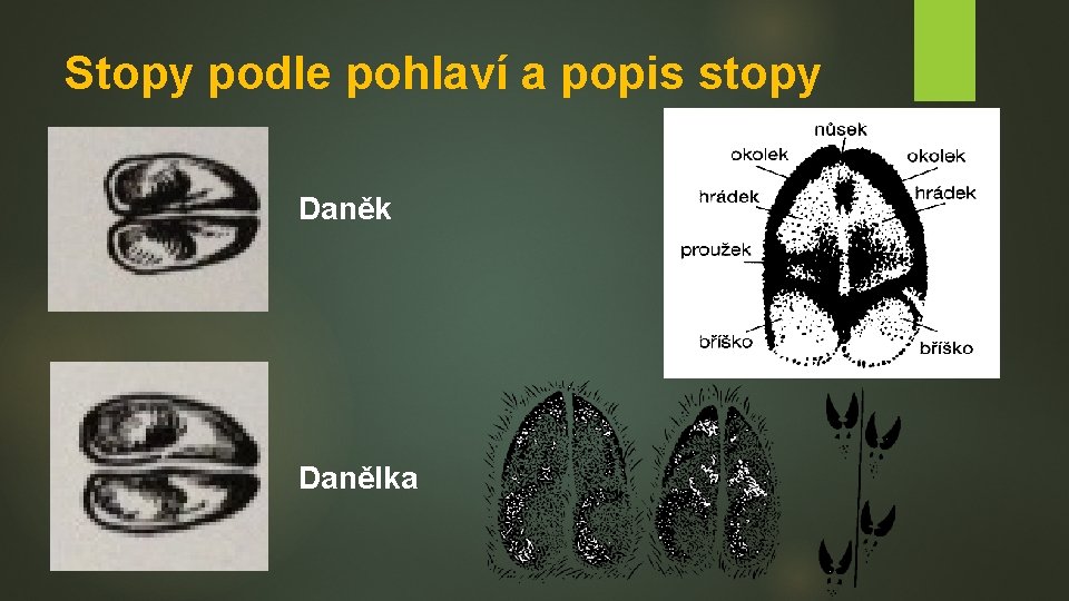 Stopy podle pohlaví a popis stopy Daněk Danělka 