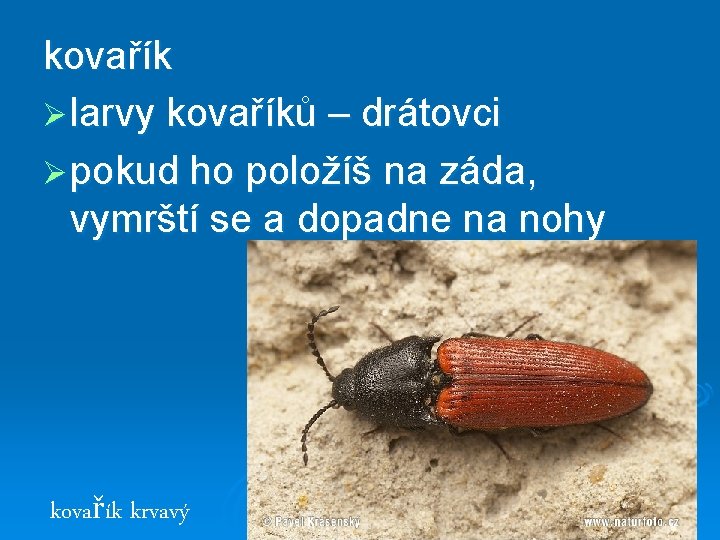 kovařík Ø larvy kovaříků – drátovci Ø pokud ho položíš na záda, vymrští se