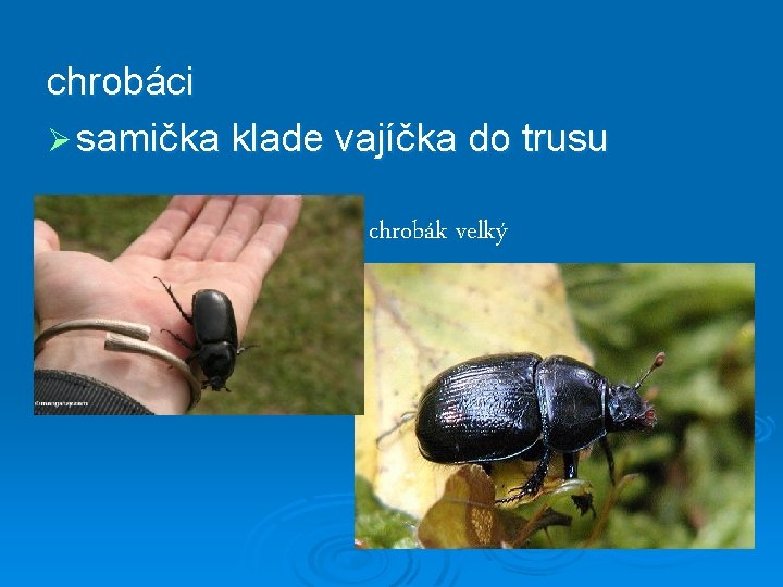 chrobáci Ø samička klade vajíčka do trusu chrobák velký 