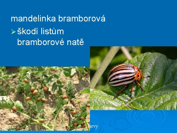 mandelinka bramborová Ø škodí listům bramborové natě larvy 