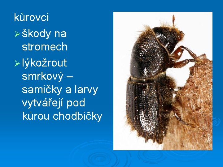 kůrovci Ø škody na stromech Ø lýkožrout smrkový – samičky a larvy vytvářejí pod